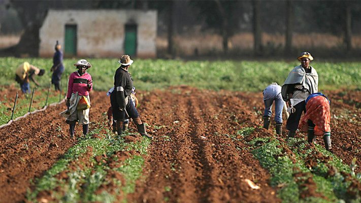 FG Disburses N629 Billion to Farmers Through Anchor Borrowers Programme