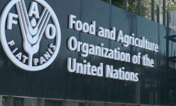Call for Application: FAO Fellowship Program Invites Researchers and PhD Students to Combat Hunger - Apply Now